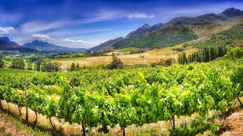 Stellenbosch Vineyard